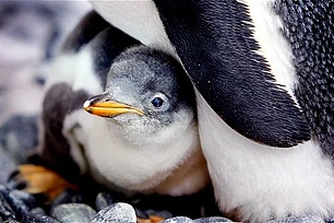 Пингвинам-геям помогут создать семью