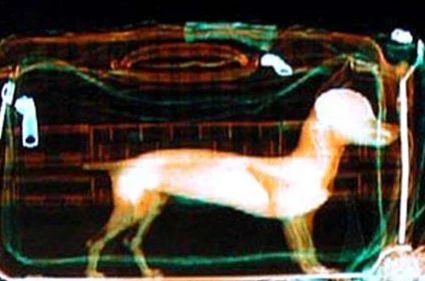 Туристка пронесла собаку на борт самолёта