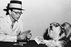 Как узнать соответствие возраста домашнего животного и человека