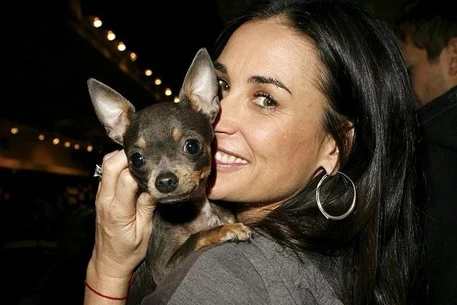 Деми Мур отправила свою собачку на иглоукалывание