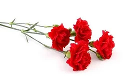 Интересные факты о гвоздике