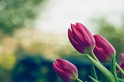 Интересное про цветы