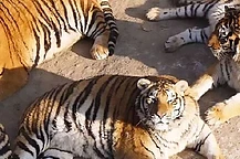 Толстые тигры стали главными знаменитостями китайского зоопарка