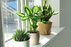 Не забывайте поворачивать комнатные растения