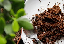 Польза и вред кофе для растений