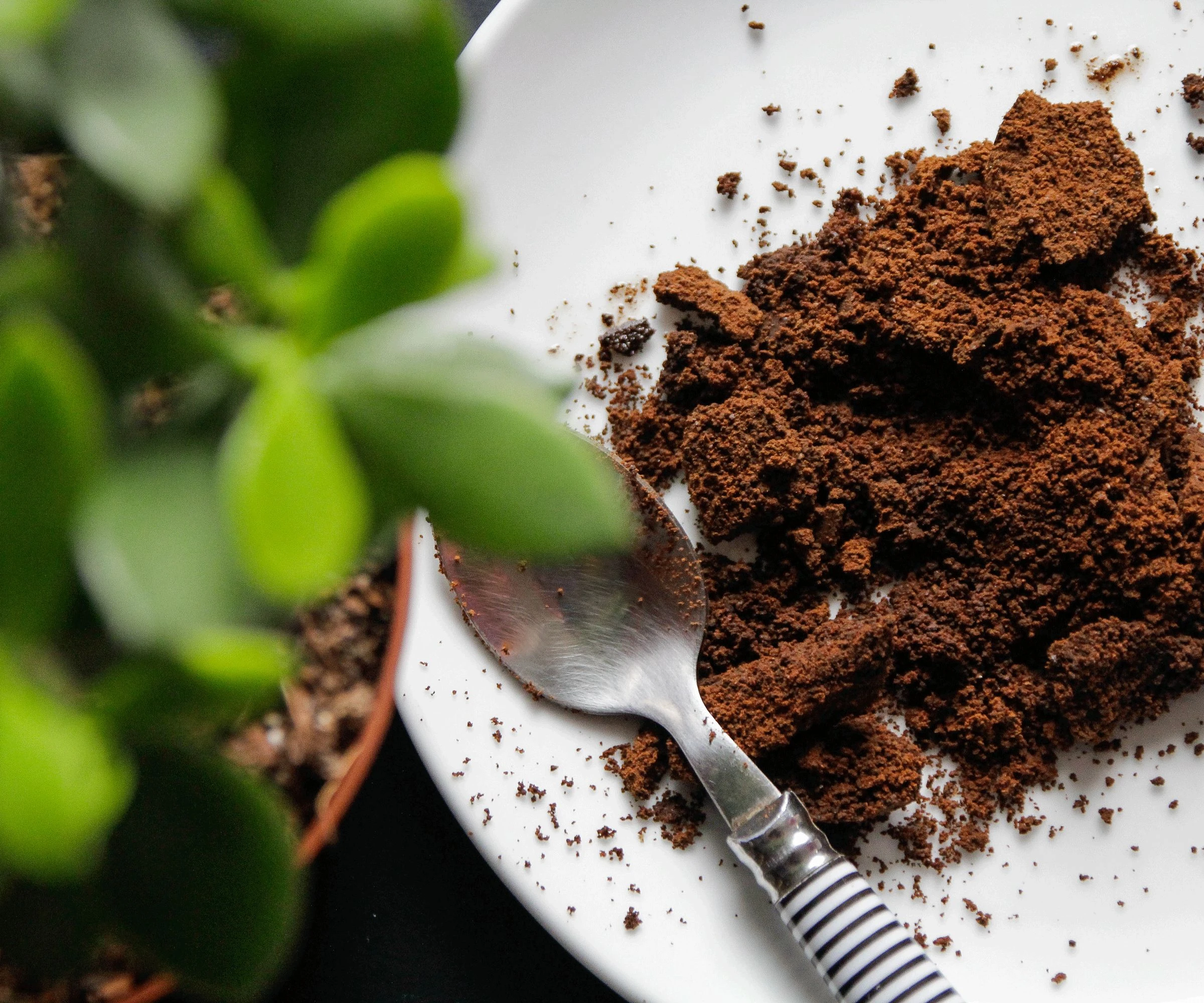 Польза и вред кофе для растений