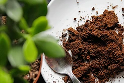 Польза и вред кофе для растений