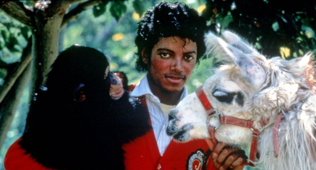 Безмятежная старость шимпанзе Майкла Джексона Бабблза