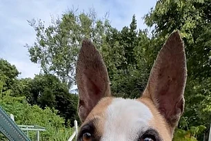 Замечательное преображение брошенного пса всего за четыре дня