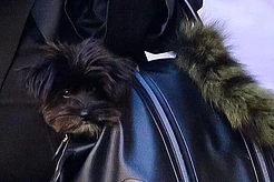 Ирина Шейк с собакой на прогулке в Нью-Йорке