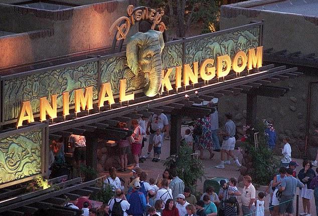Единственный транспорт до Animal Kingdom – бесплатные автобусы Disney, что расстраивает некоторых фанатов.