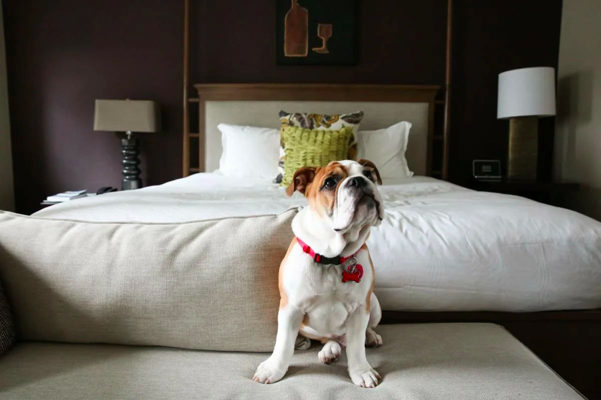 На что обратить внимание при поиске pet-friendly квартиры через онлайн-сервис