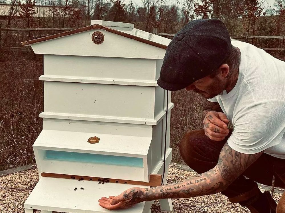 От Бейонсе и Дэвида Бекхэма до сестёр Кардашьян — знаменитые поклонники мёда