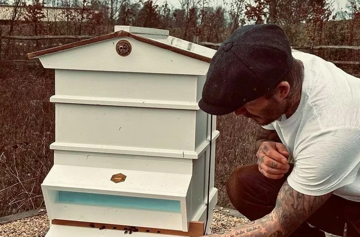 От Бейонсе и Дэвида Бекхэма до сестёр Кардашьян — знаменитые поклонники мёда