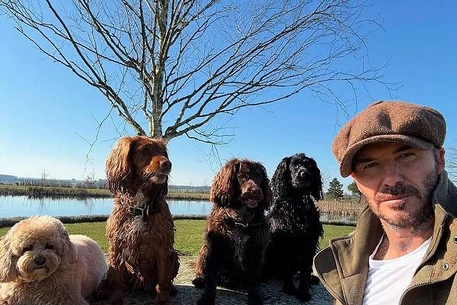 Дэвид Бекхэм признался, что вдохновился загородным образом жизни, увидев, как «современный первобытный человек» Гай Ричи любит природу