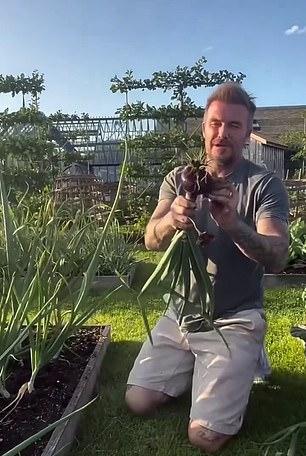 Давид выложил во вторник утром в Instagram видео с урожаем, который они с женой Викторией вырастили в своем саду в Котсуолдсе.