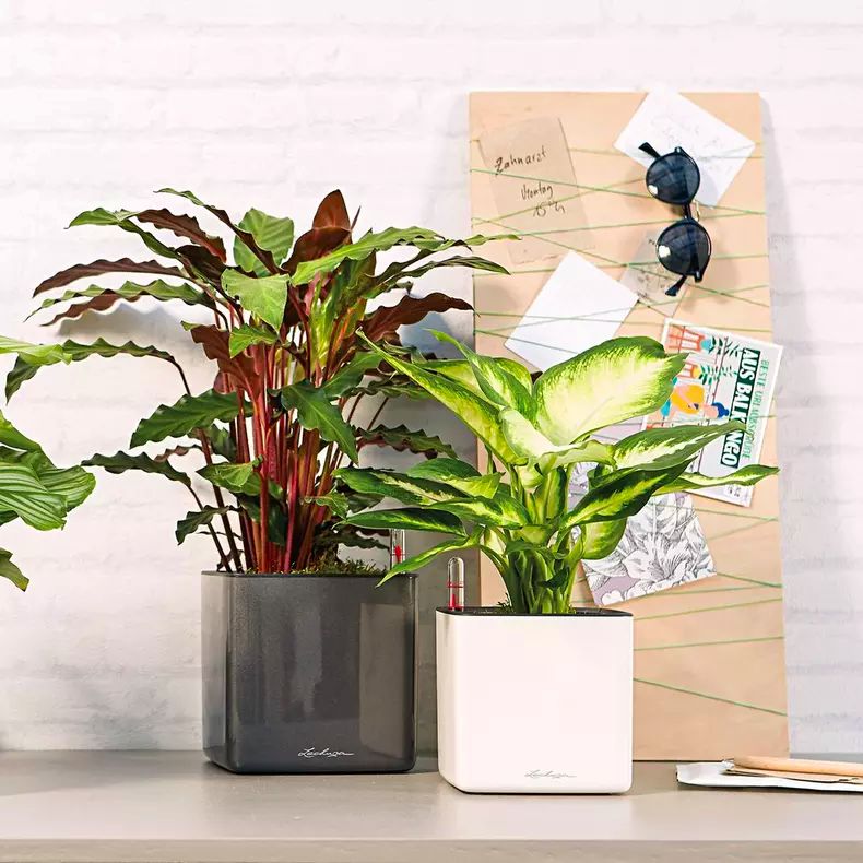 Отзывы на кашпо Лечуза подтверждают качество кашпо?