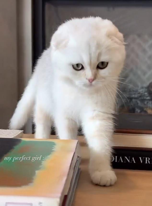 В другом видео милая кошечка прогуливается по столику, а бьюти-магнат нежно называет ее "моя идеальная девочка".