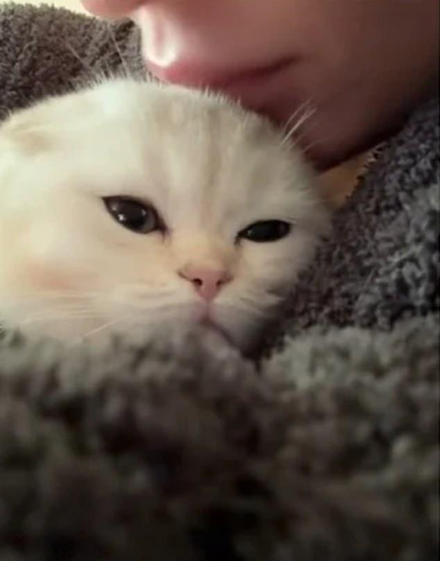Кайли также выложила умилительное видео, где держит котенка и дважды нежно целует его в головку.