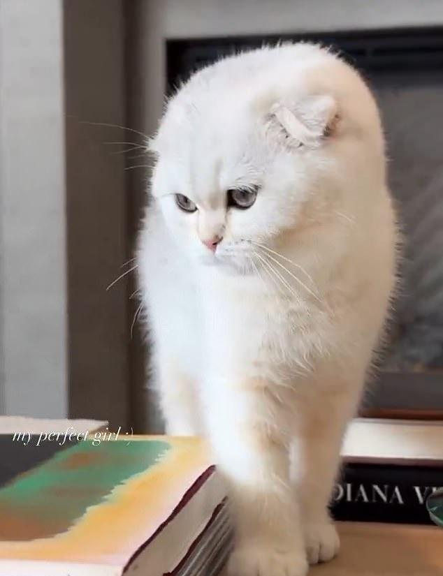 Звезда «Кардашьянов» в Instagram-истории представила своего нового пушистого друга – крошечного белого котенка.