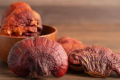 Гриб рейши что это такое