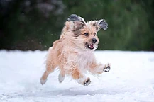 Что расскажет о вашей собаке её знак зодиака?