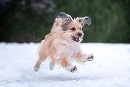 Что расскажет о вашей собаке её знак зодиака?