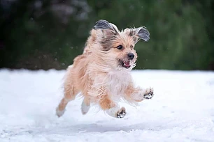 Что расскажет о вашей собаке её знак зодиака?