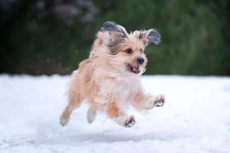 Что расскажет о вашей собаке её знак зодиака?