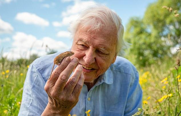 Если кто и олицетворяет традиционные ценности и добросовестность BBC, то это Дэвид Аттенборо