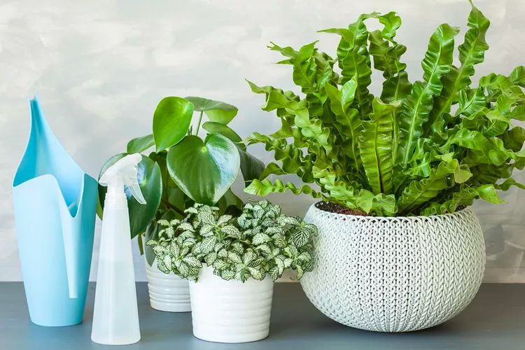 Почему белые кашпо — лучший выбор для современного интерьера