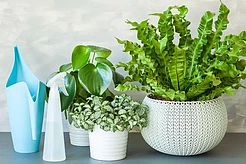 Почему белые кашпо — лучший выбор для современного интерьера