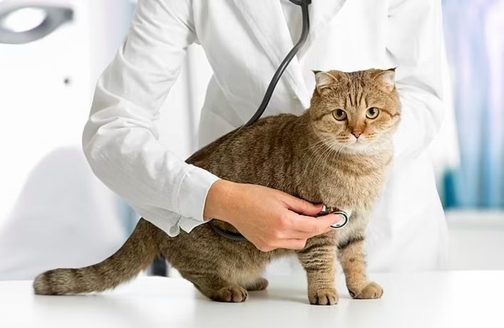 Профилактический осмотр у ветеринарного терапевта: почему это важно и что в него входит?