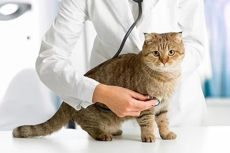 Профилактический осмотр у ветеринарного терапевта: почему это важно и что в него входит?