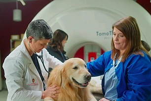 Неврологические проблемы у собак: почему размер имеет значение