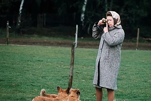 Королевские корги остались без дома? Что случилось с любимцами Елизаветы II после изгнания принца Эндрю